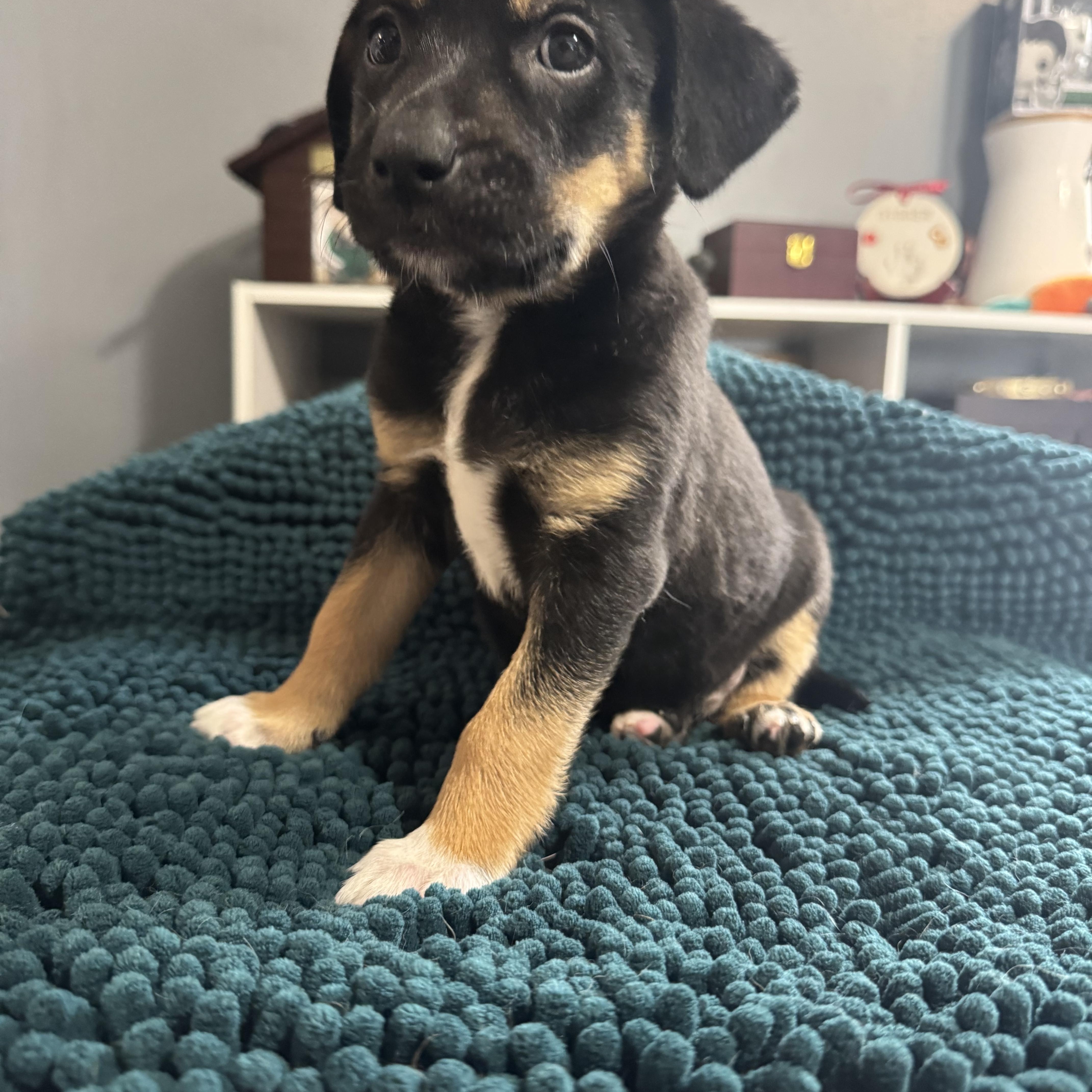 Rosie! Sweet Baby Girl thumbnail 2