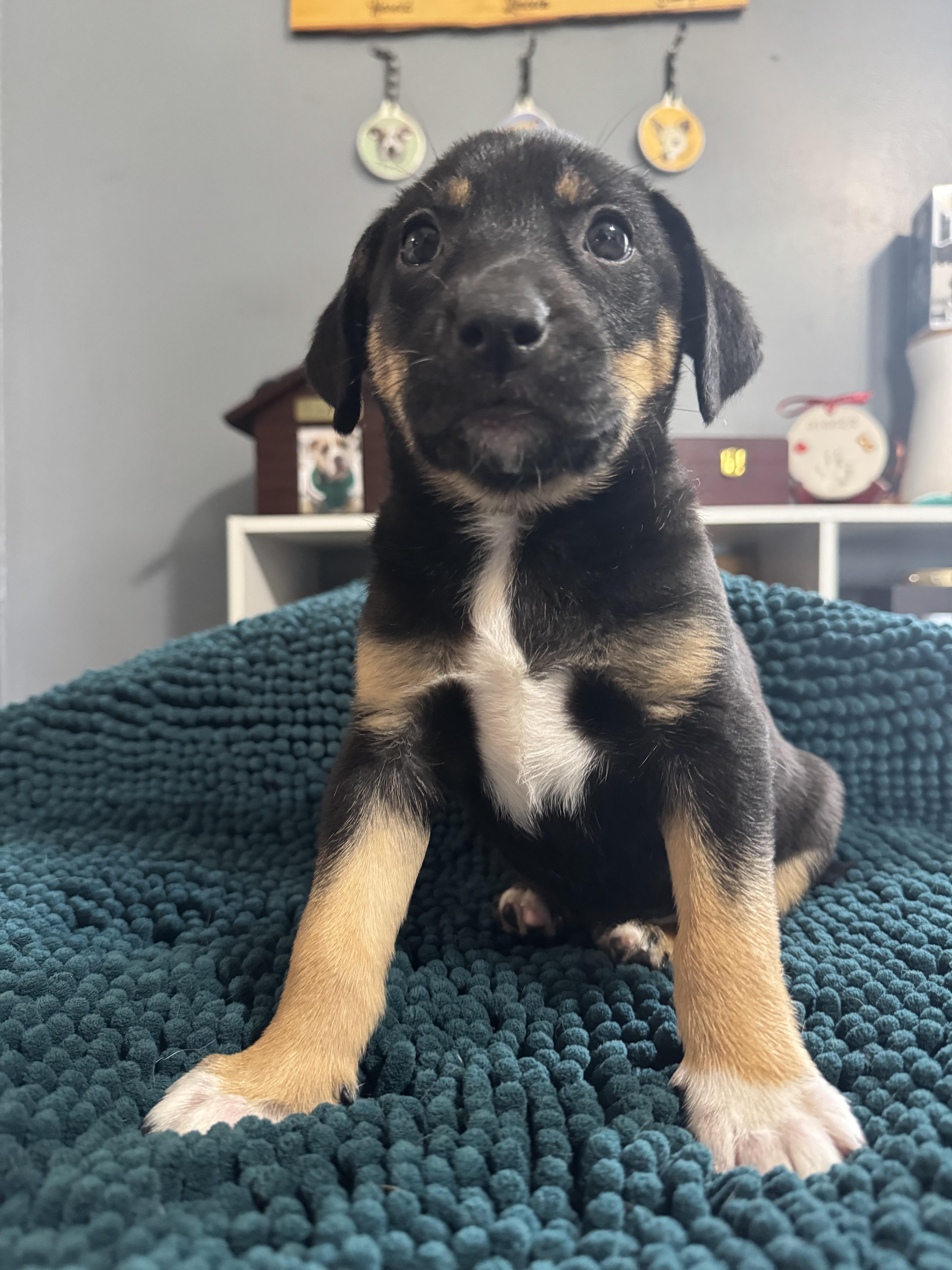 Rosie! Sweet Baby Girl