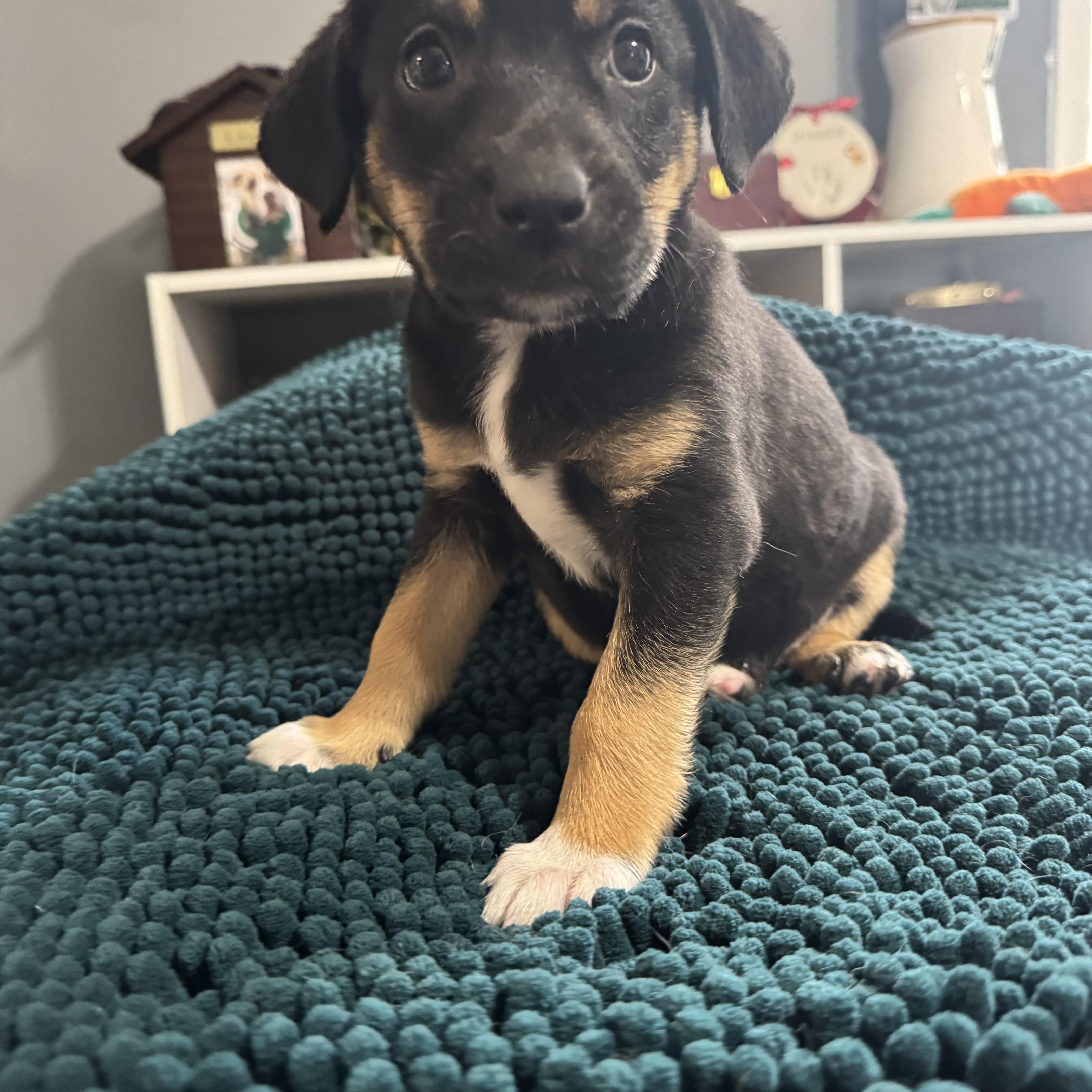 Rosie! Sweet Baby Girl thumbnail 3