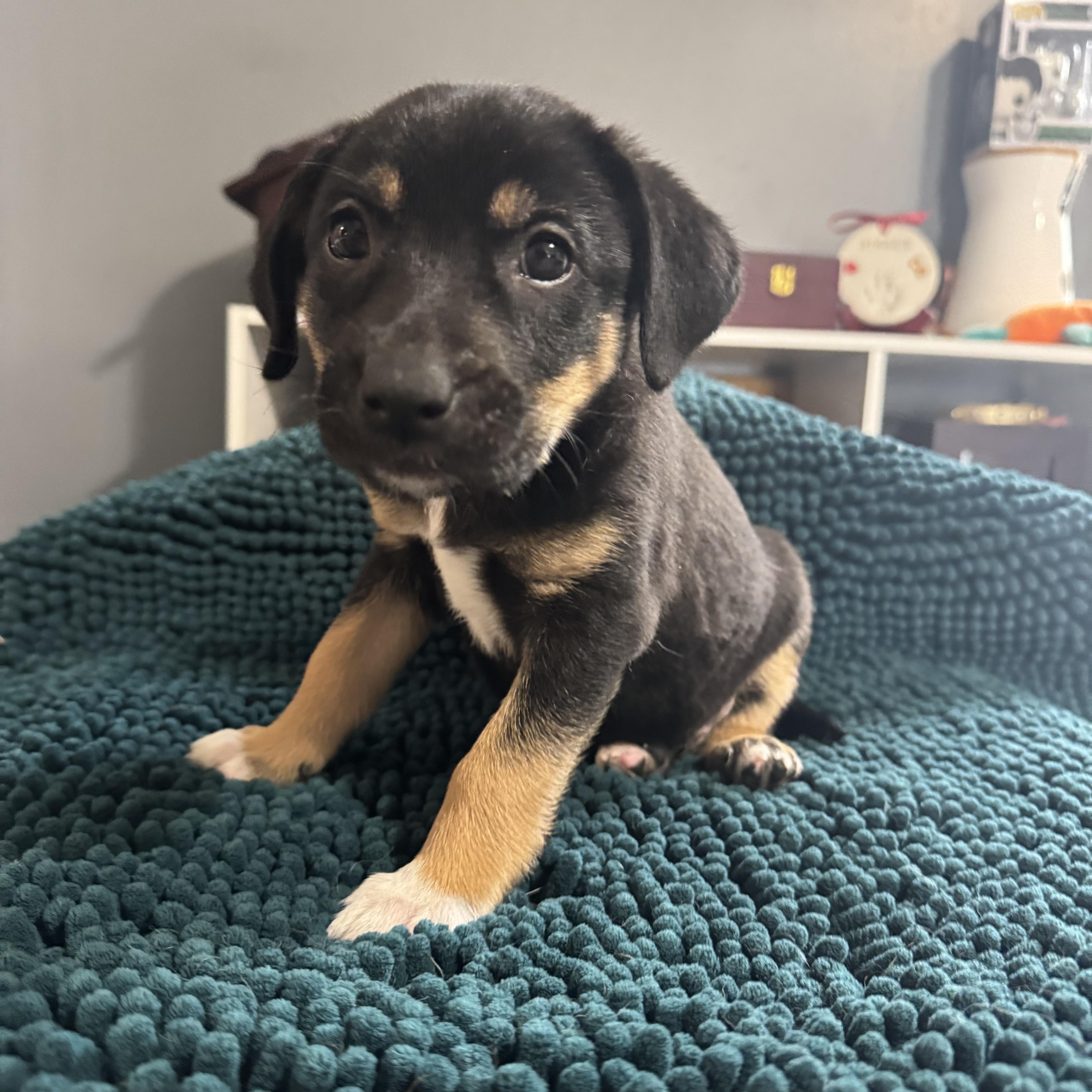 Rosie! Sweet Baby Girl thumbnail 4