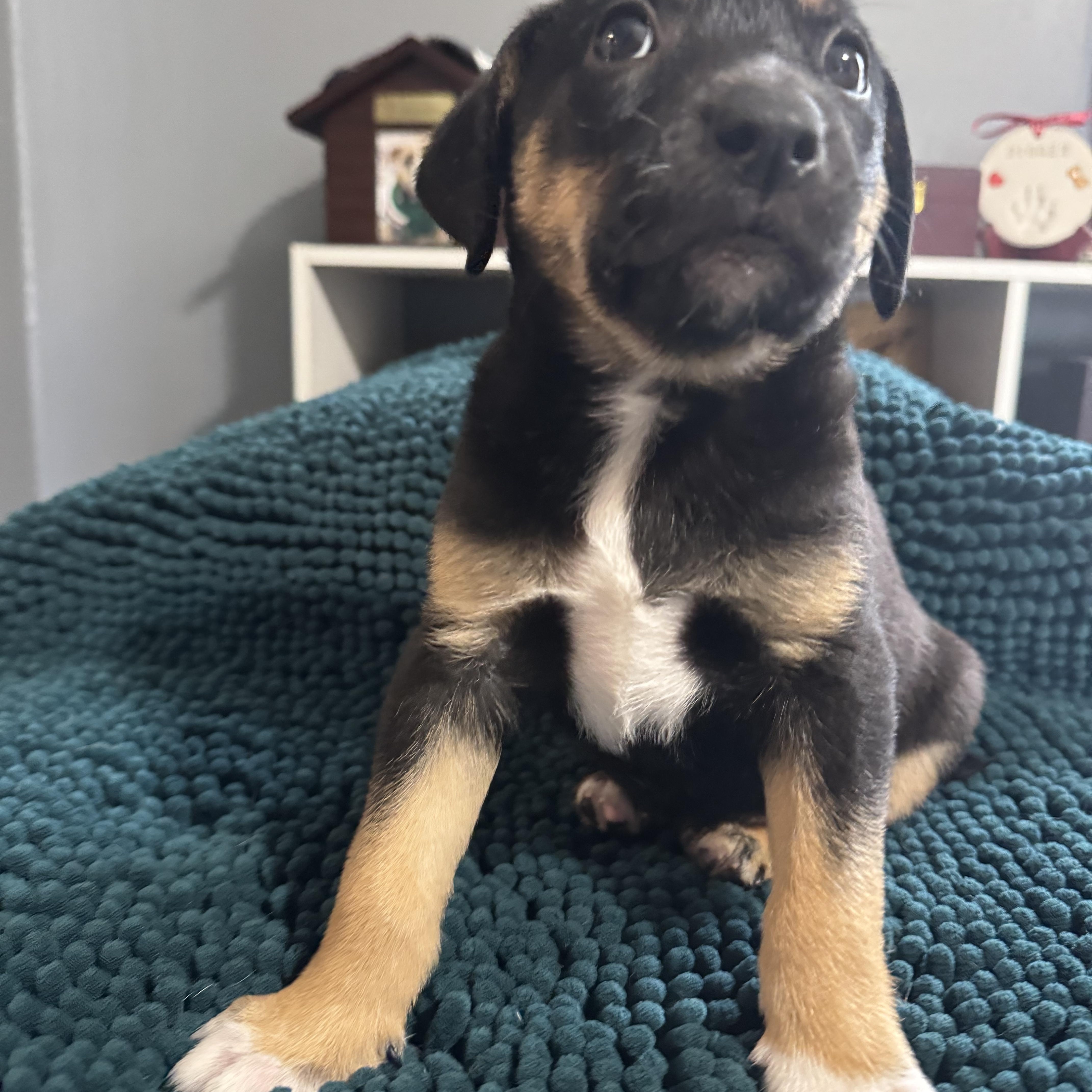 Rosie! Sweet Baby Girl thumbnail 5