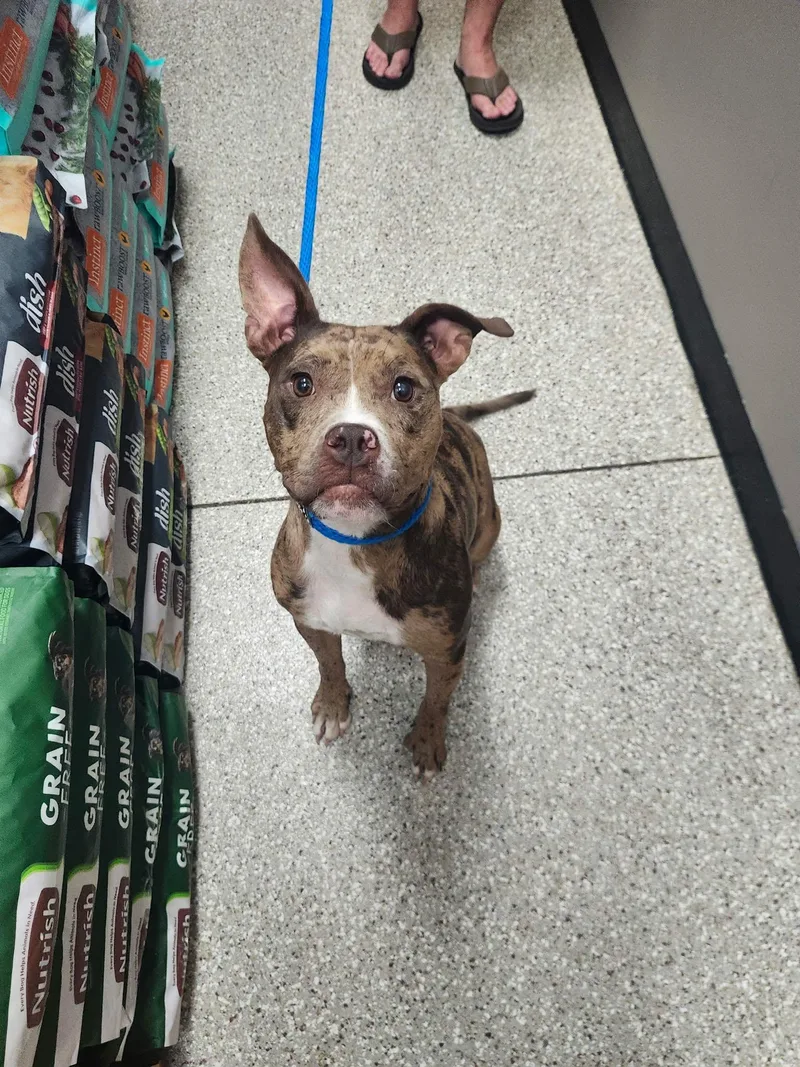 A young medium-sized female Boxer dog named Shelly for adoption in De Pere, WI