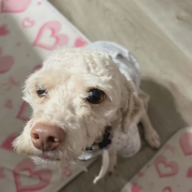 An adult small-sized male White / Cream Poodle dog named Cricket for adoption in Houston, TX