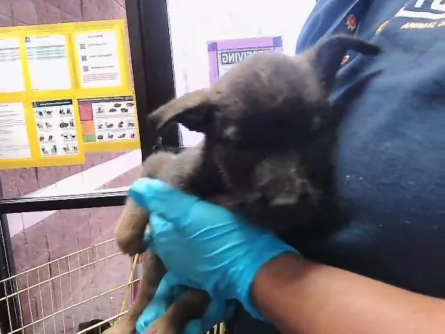 A baby small-sized female German Shepherd Dog dog named Jenga for adoption in Tulsa, OK