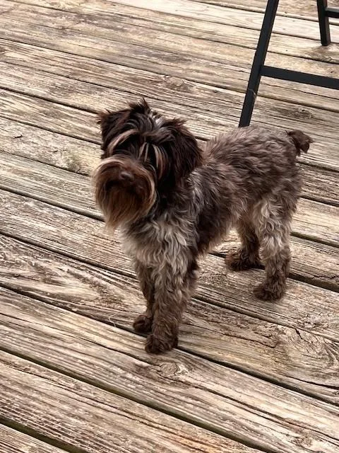 An adult small-sized female Schnauzer dog named Lucy Goosey for adoption in Milton, GA