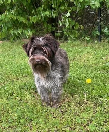 Lucy Goosey thumbnail 3