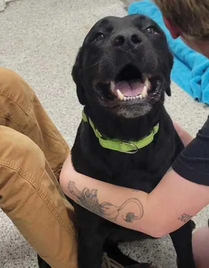 An adult extra large-sized female Black Labrador Retriever dog named Ziti for adoption in Kansas City, MO