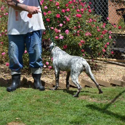 An adult medium-sized female Brown / Chocolate German Shorthaired Pointer dog named Jazz for adoption in Jackson, LA