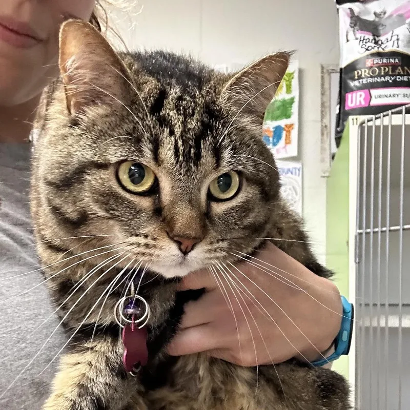 An adult large-sized female Gray / Blue / Silver Domestic Short Hair cat named Hannah for adoption in Newport, NC
