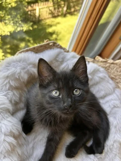 Paula