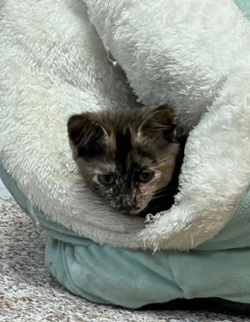 Hazel
