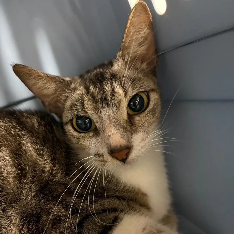 A young medium-sized female White Domestic Short Hair cat named Shanti for adoption in Lake Jackson, TX