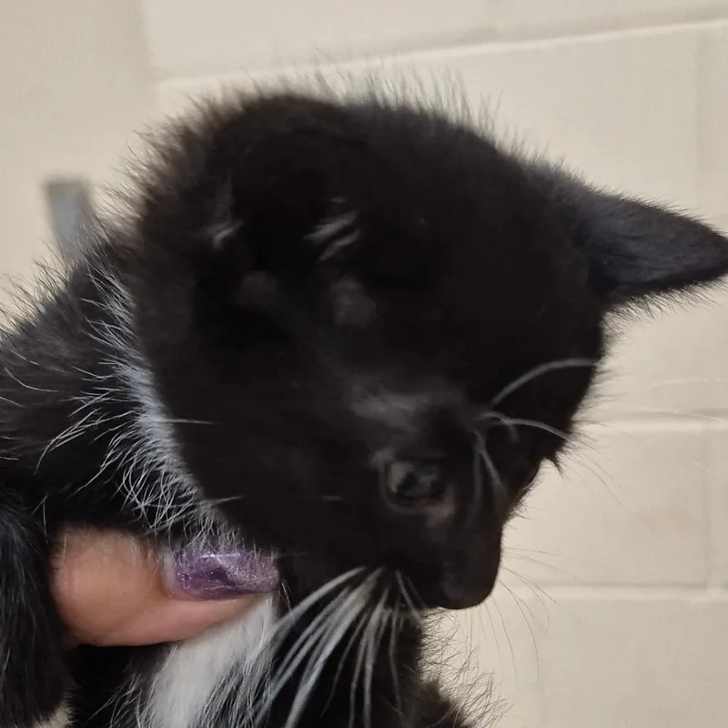 A baby small-sized female Black Domestic Short Hair cat named Dip for adoption in Lake Panasoffkee, FL