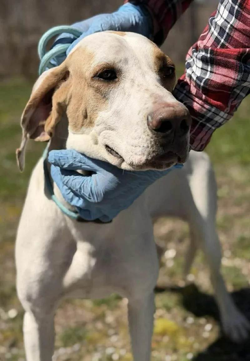 An adult medium-sized female Coonhound dog named Roo for adoption in Baxter, KY