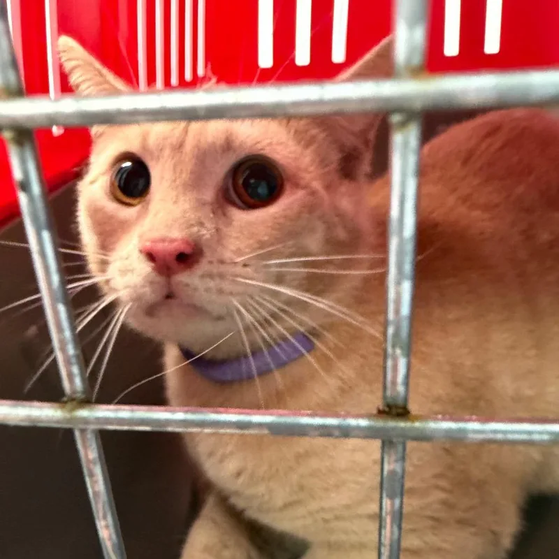 A young medium-sized male Orange / Red Domestic Short Hair cat named Blondie for adoption in Clearwater, FL