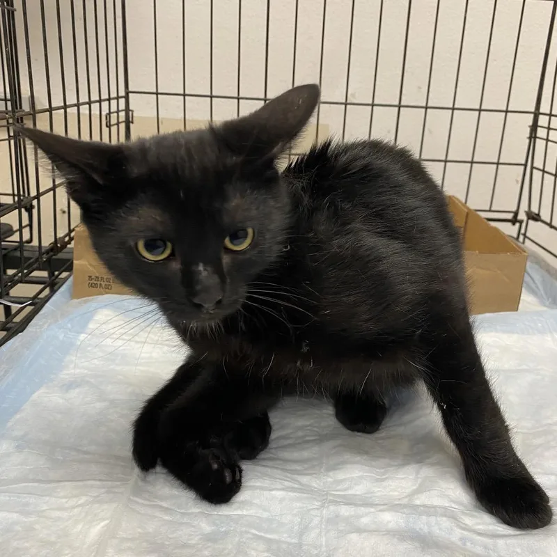 A baby medium-sized male Black Domestic Short Hair cat named WAGSStray_ for adoption in Westminster, CA