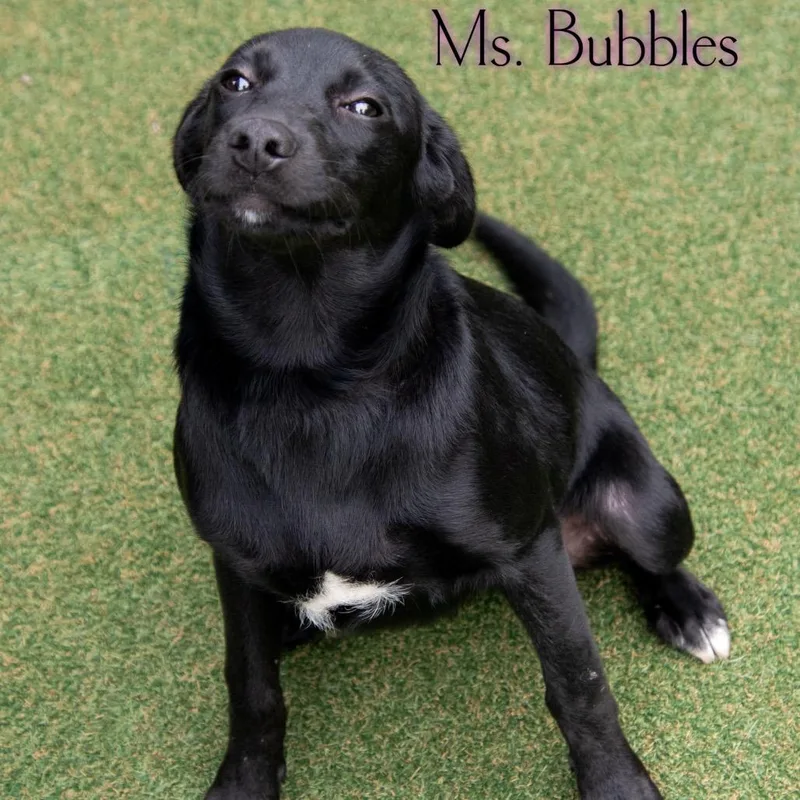 A baby small-sized female Hound dog named Ms. Bubbles for adoption in Parkersburg, WV