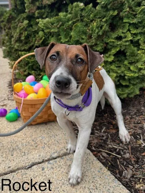 A young medium-sized male Jack Russell Terrier dog named Rocket for adoption in Lancaster, PA