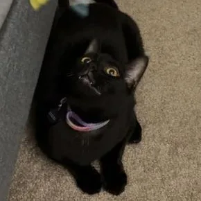 A young medium-sized male Black Domestic Short Hair cat named Lucas for adoption in Liverpool, TX