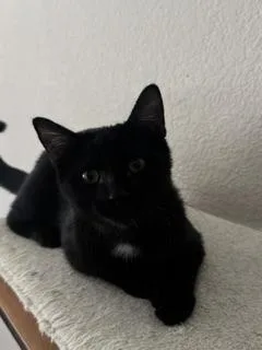 A baby small-sized male Black Domestic Short Hair cat named Banjo for adoption in Parlier, CA