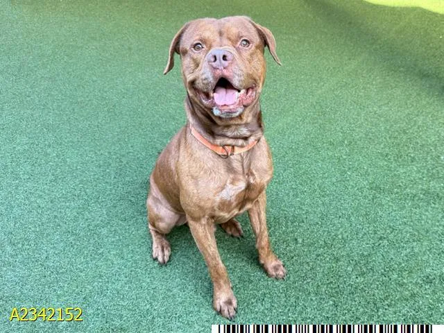 A young large-sized male Mixed Breed dog named Meatloaf for adoption in West Palm Beach, FL