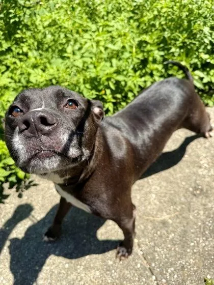 An adult large-sized male Pit Bull Terrier dog named Jet for adoption in New Orleans, LA