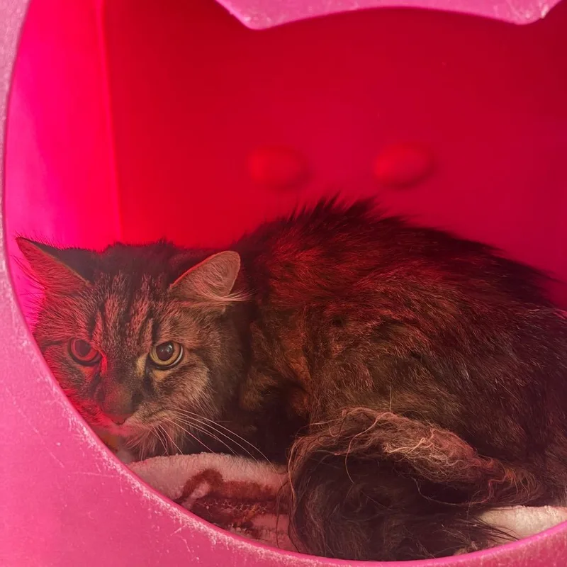 A senior medium-sized female Brown / Chocolate Domestic Long Hair cat named Abby for adoption in Waukesha, WI