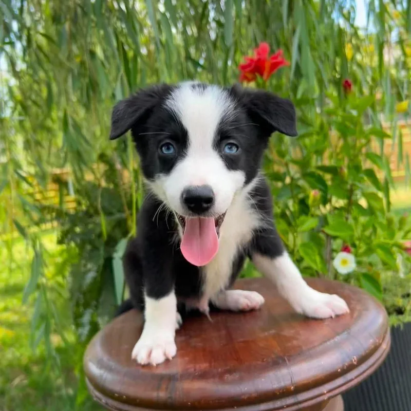 A baby small-sized male Black Border Collie dog named Espresso for adoption in Jackson, MO