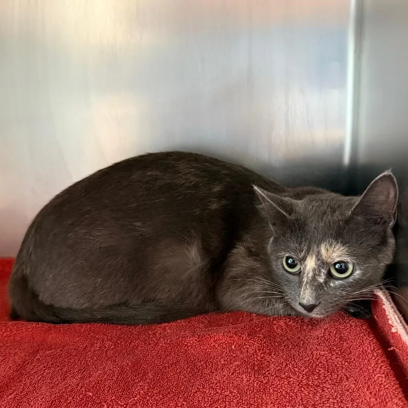 An adult medium-sized female Tortoiseshell Domestic Short Hair cat named Ricotta for adoption in Council Bluffs, IA