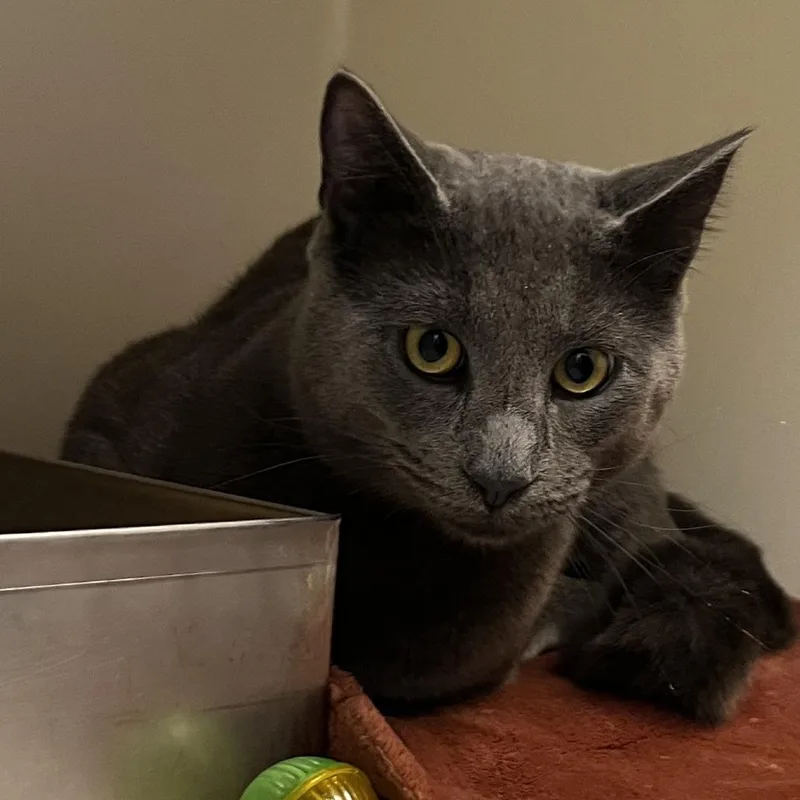 An adult small-sized female Gray / Blue / Silver Domestic Short Hair cat named 71194 for adoption in Harrisonburg, VA