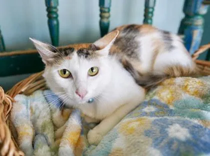 A baby small-sized female Domestic Short Hair cat named Juni for adoption in San Antonio, TX