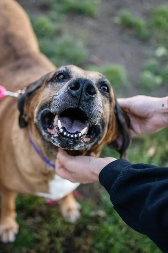 An adult large-sized female Hound dog named Dolly for adoption in Frankfort, NY