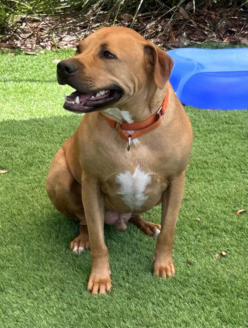 An adult large-sized male Brown / Chocolate American Bulldog dog named Goose for adoption in Pawleys Island, SC