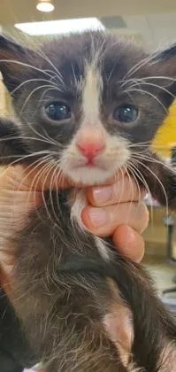 A baby large-sized male Domestic Short Hair cat named Beau for adoption in Kansas City, MO