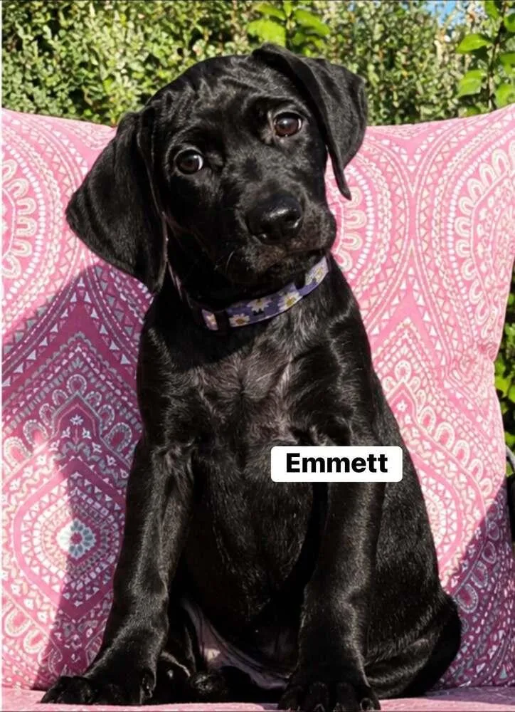 Emmett