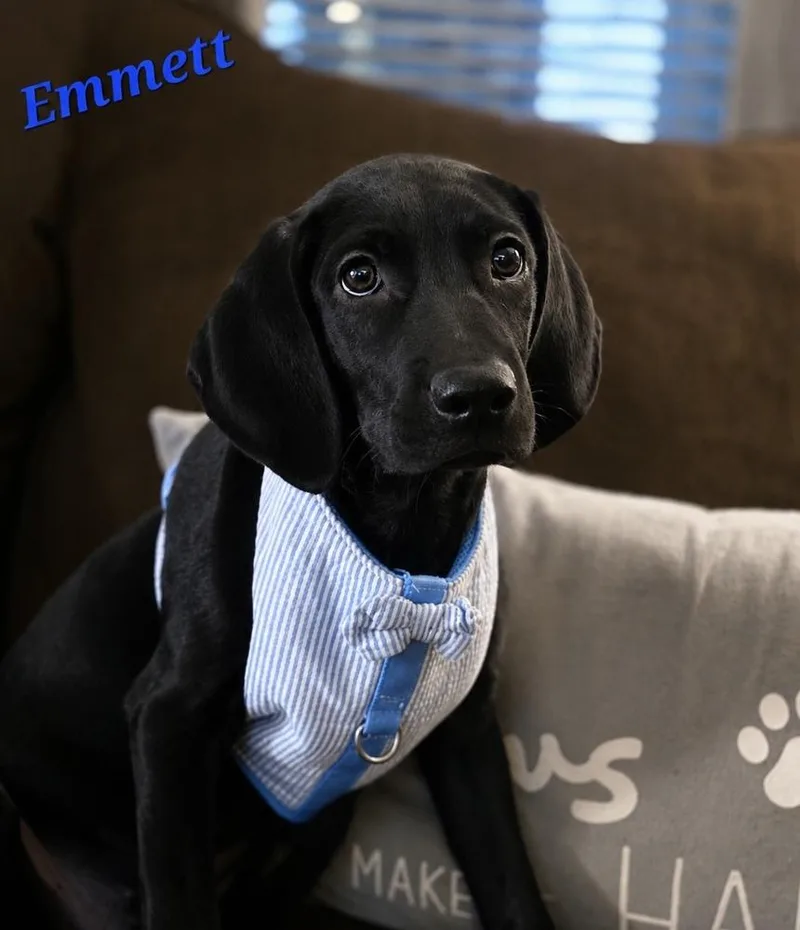 Emmett thumbnail 3