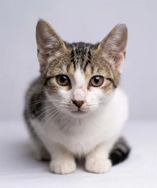 A baby small-sized female Domestic Short Hair cat named Latte for adoption in Jacksonville, FL