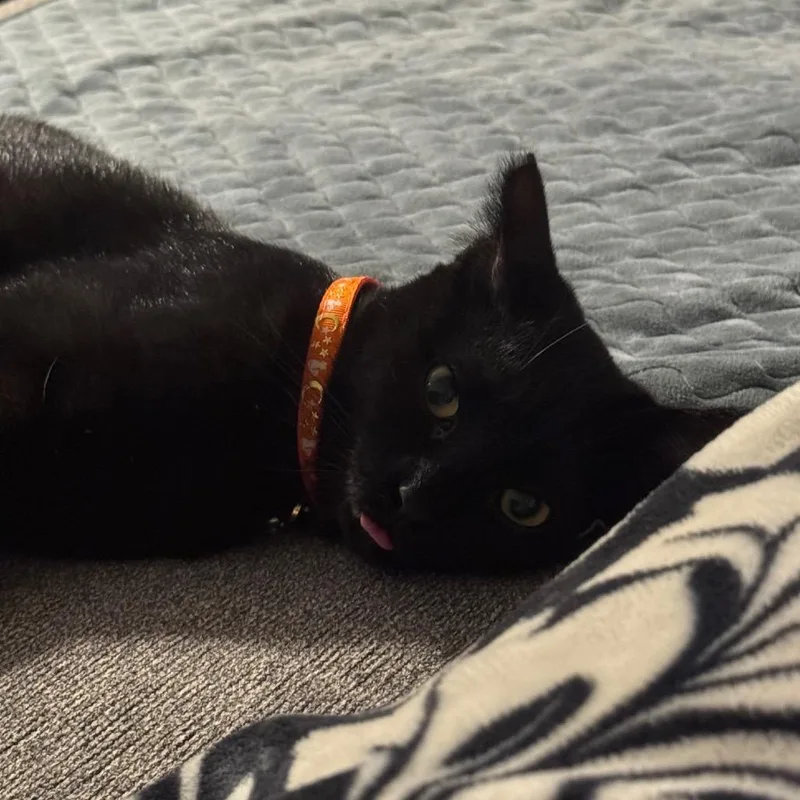 A young medium-sized female Black Domestic Short Hair cat named Velma for adoption in Las Vegas, NV