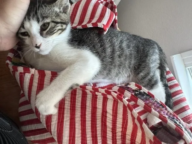 A baby medium-sized male Tabby (Tiger Striped) Domestic Short Hair cat named Ross for adoption in Santa Cruz, CA
