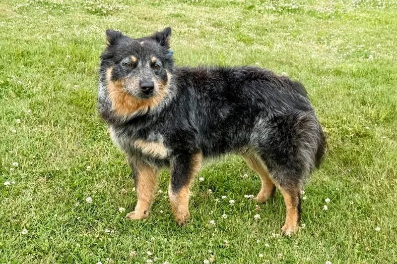 Chewy