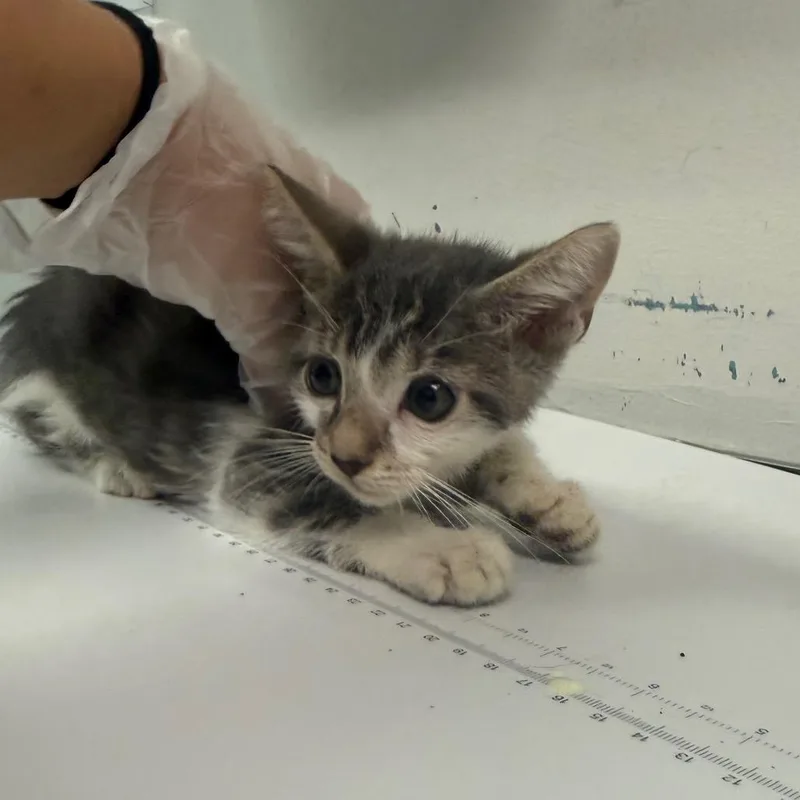 A baby small-sized male Domestic Medium Hair cat named Kylo for adoption in Charleston, WV