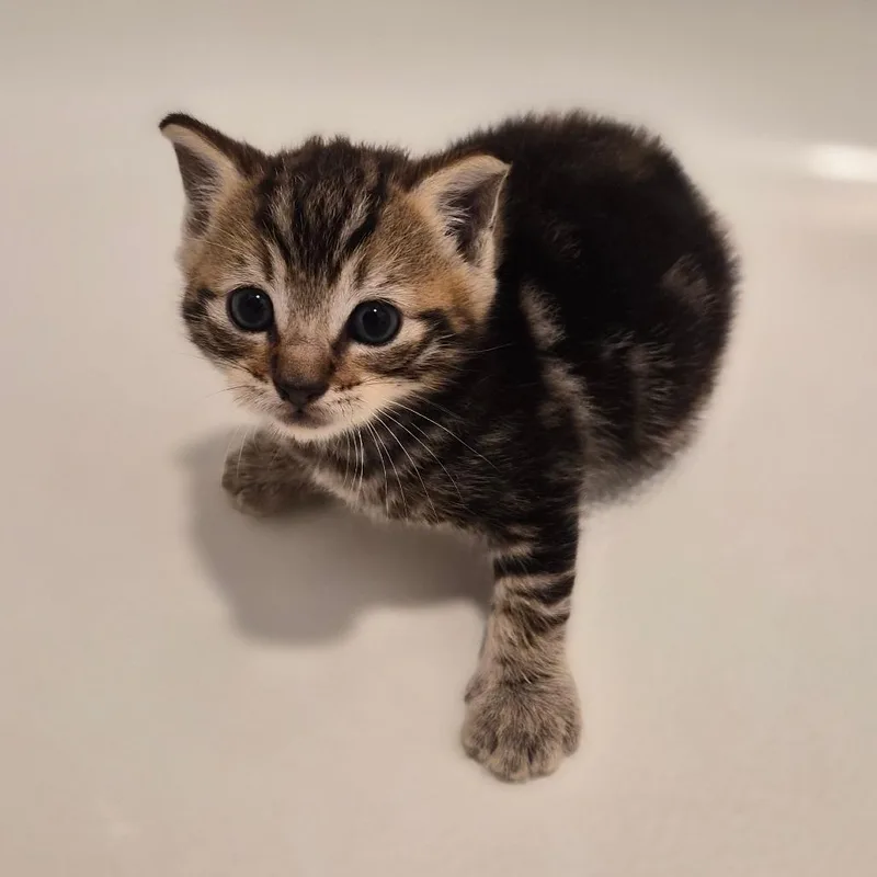 A baby small-sized male Brown / Chocolate Domestic Short Hair cat named Zeno for adoption in Wahiawa, HI