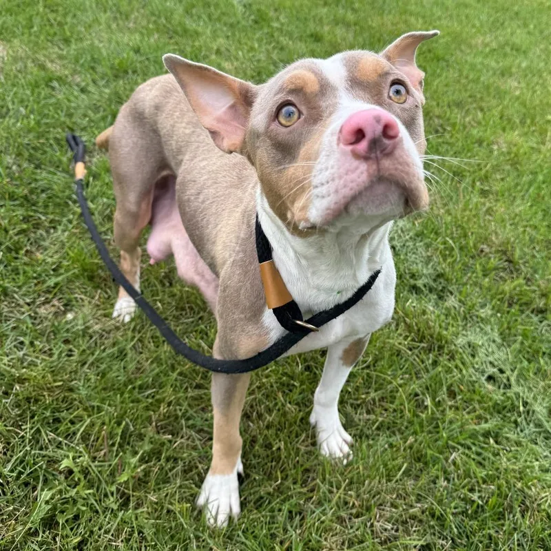 An adult small-sized female Pit Bull Terrier dog named Riley for adoption in Fort Wayne, IN