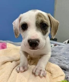 A baby medium-sized female White / Cream Hound dog named Prim Rose for adoption in Winter Haven, FL