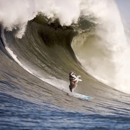 An adult large-sized male Black Siberian Husky dog named John Stamos for adoption in El Paso, TX