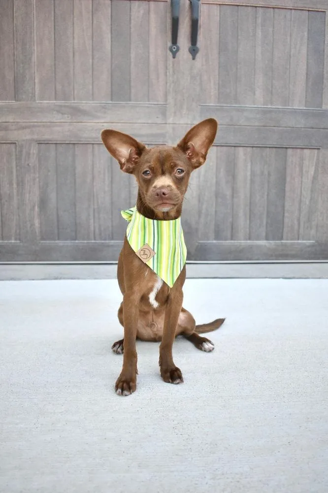 A baby small-sized male Brown / Chocolate Chihuahua dog named Phineas for adoption in Frisco, TX