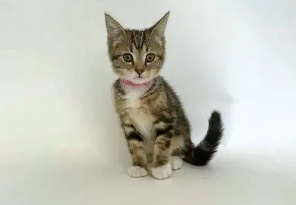 A baby small-sized female Domestic Short Hair cat named Wonder Bread for adoption in Saint Louis, MO