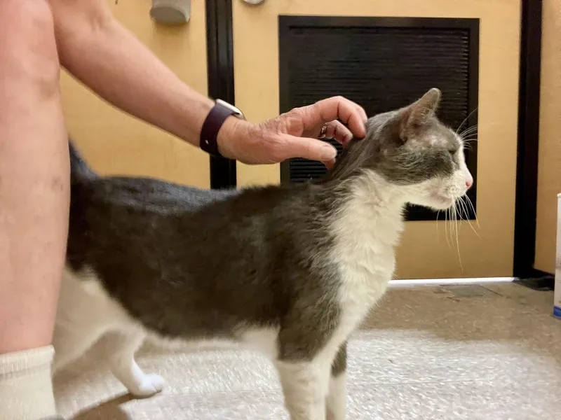A senior medium-sized male Gray & White Domestic Short Hair cat named Silas Gentlepaw for adoption in Mayfield, NY