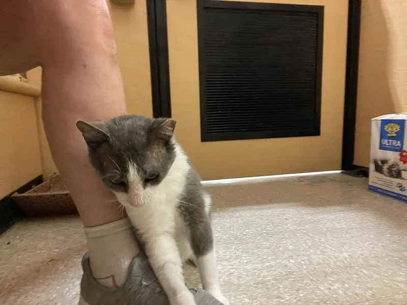Silas Gentlepaw thumbnail 5