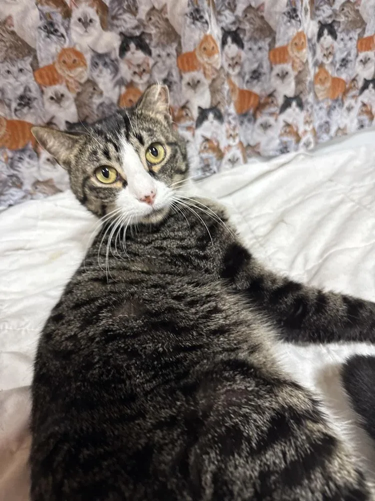 An adult large-sized male Tabby (Brown / Chocolate) Domestic Short Hair cat named Fancy Frank for adoption in Jackson, GA
